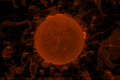 Stellarium虚拟天文馆v24.1便携版