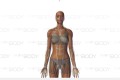 Zygote Body：人体3D解剖在线学习网站