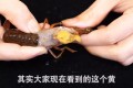 小龙虾头部到底是“虾黄”还是“虾屎”，很多人分不清，别再乱吃了