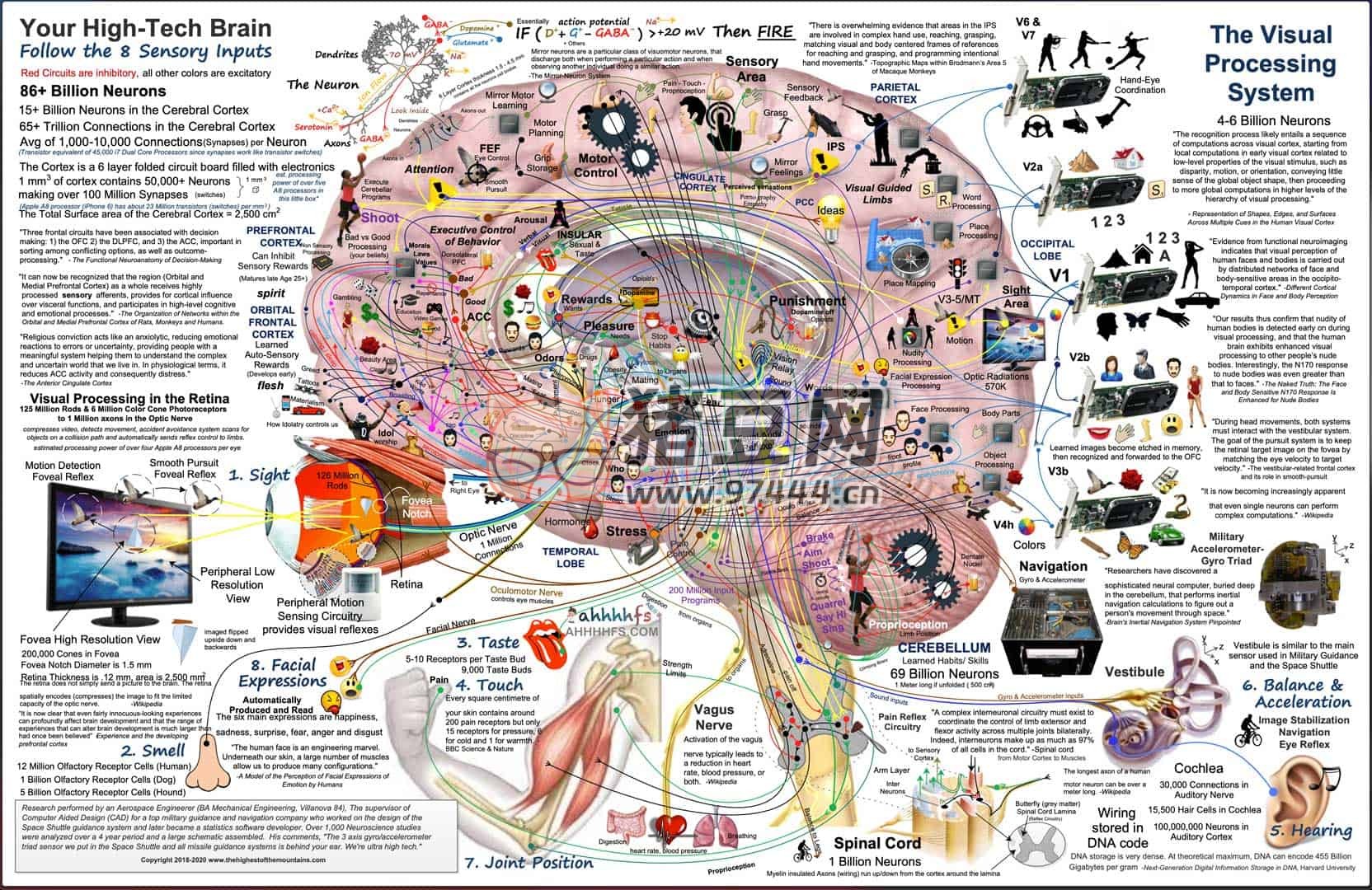 The Highest of The Mountains：人类大脑功能高清图解网站