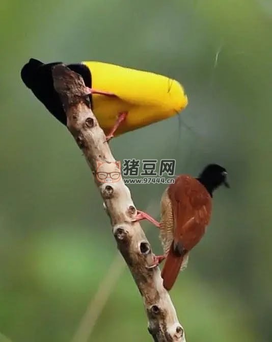 《极乐鸟：终极追求》纪录片 第一季 Birds of Paradise The Ultimate Quest Season 1 (2017)