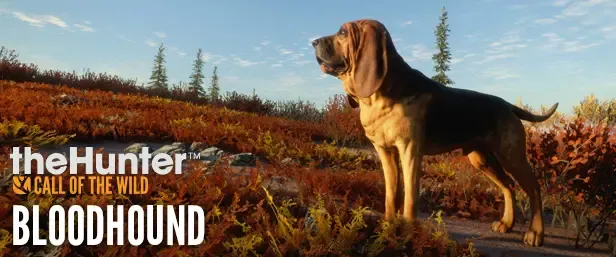 《猎人:荒野的召唤》DLC 推荐指南 《猎人:荒野的召唤》DLC 推荐指南